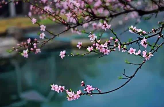 故乡·杏花·小城 - 牛哥网络